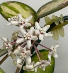 Hoya australis - Blondie albomarginata - foto net