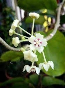 Hoya australis - Kapoho - Hawaii