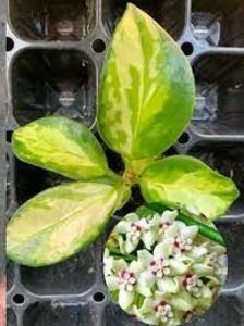 Hoya Australis Lisa