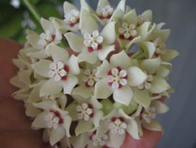 Hoya australis ssp. tenuipes
