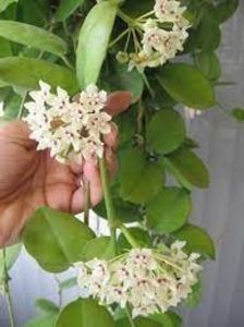 Hoya australis ssp. tenuipes