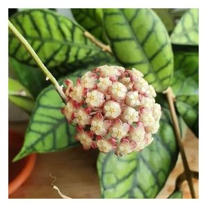 Hoya callistophylla - Black Cat