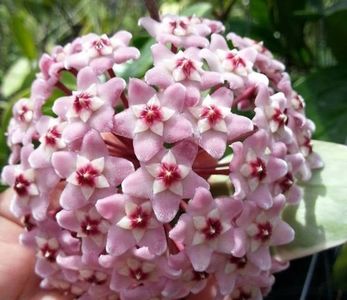 Hoya Carnosa Albomarginata