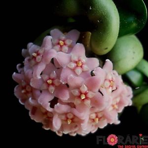 Hoya Carnosa cv Arcada