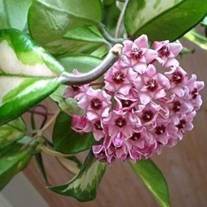 Hoya carnosa Tricolor