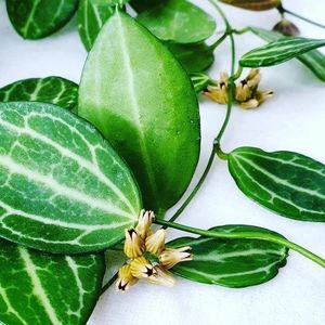 Hoya Dischidia ovata Watermelon