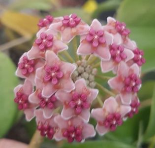 Hoya Diversifolia