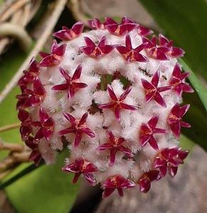 Hoya Erythrostemma