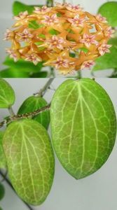 Hoya Fitchii
