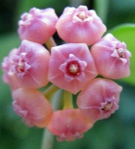 Hoya heuschkeliana