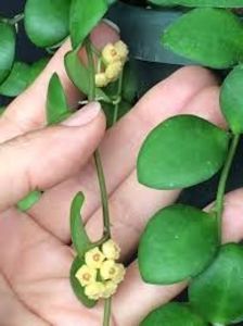 Hoya heuschkeliana