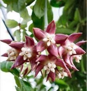 hoya imperialis