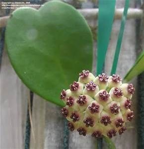 Hoya Kerii