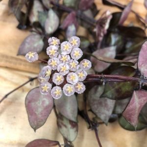 Hoya krohniana Black Leaves