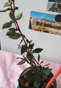 Hoya krohniana Black Leaves