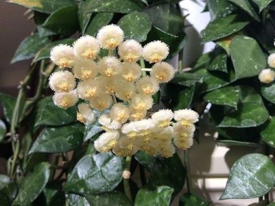 Hoya krohniana Splash