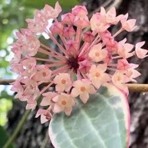 Hoya macrophylla - Pot of Gold Variegata - 85 lei - sg