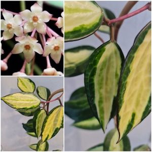 Hoya macrophylla