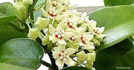 hoya nicholsoniae