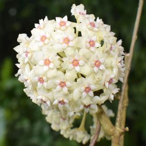 Hoya parasitica