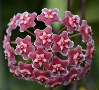 Hoya Pubicalyx Jungle Garden