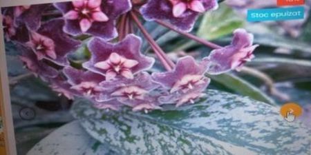 Hoya pubicalyx Reva - super splash