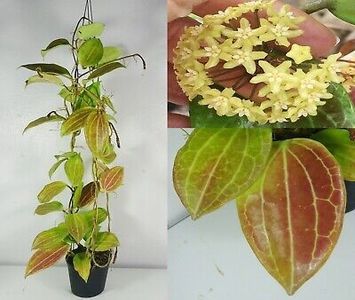 Hoya quinquenervia
