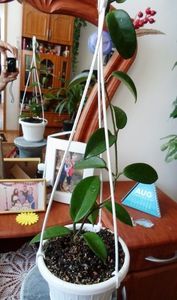 Hoya Rubra HN12