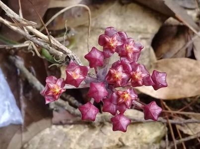 Hoya rundumensis - Splash