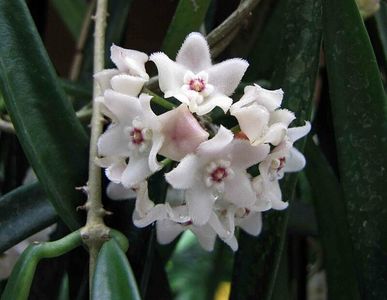 Hoya Shepherdel Parfumata