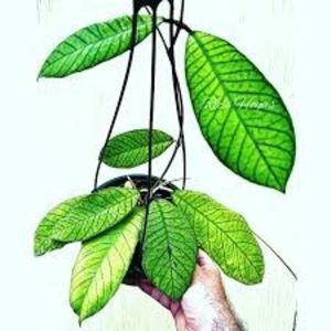 Hoya sp Sabah - EPC-691
