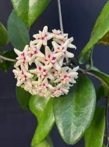 Hoya sp. UT-029