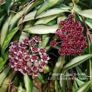 Hoya Wayetii Variegata