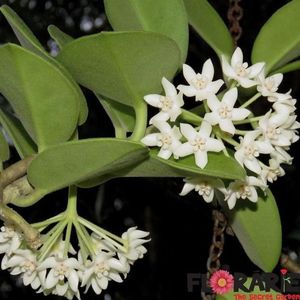 Hoya Hoya Australis
