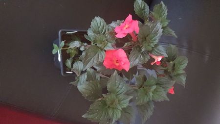 IMG-20240909-WA0087