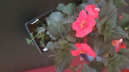 IMG-20240909-WA0083