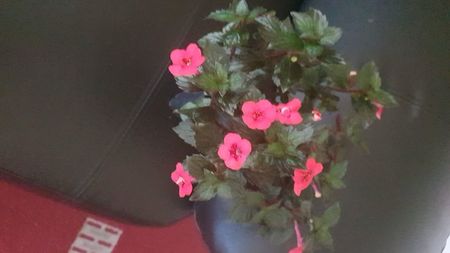 IMG-20240909-WA0102