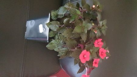 IMG-20240909-WA0106
