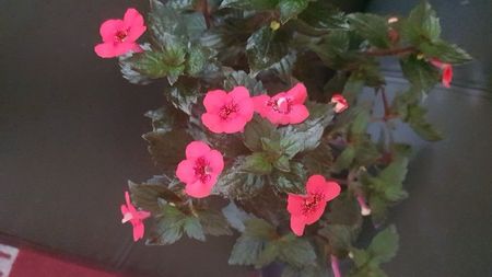 IMG-20240909-WA0110