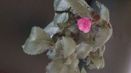 IMG-20240909-WA0126