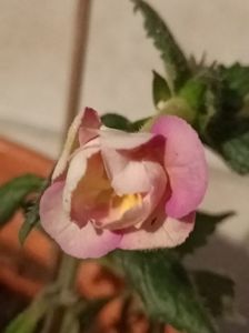 Yellow Englisch Rose; Atât s-a putut :(
