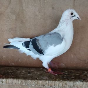 Mascul 21-793