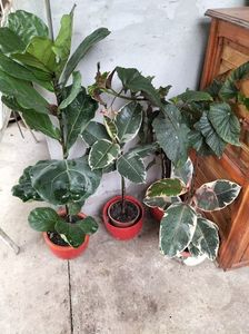 IMG20240911104651