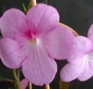 Peach Blossom