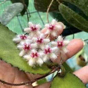 Hoya caudata - big and green leaves