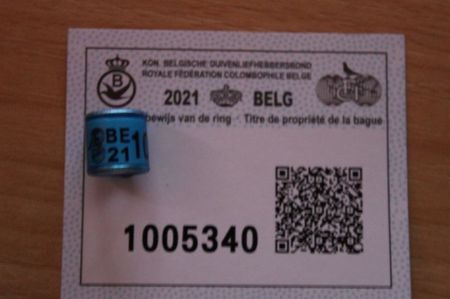 BELG 2021