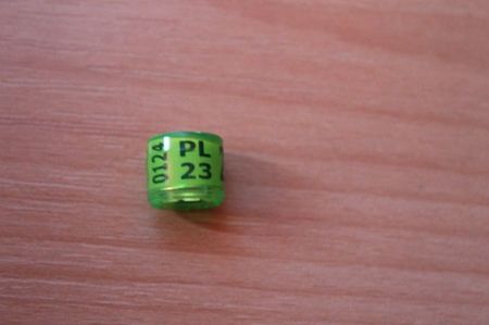PL FCI 2O23