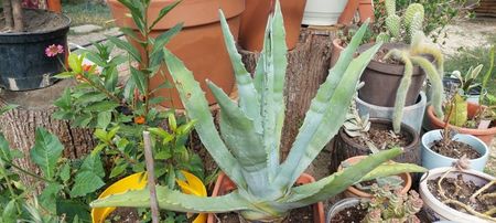 70lei Agave
