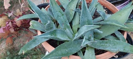 Agave , 15 lei, 20lei