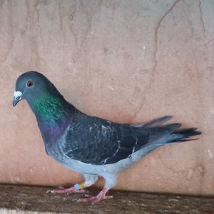 Mascul 24-633